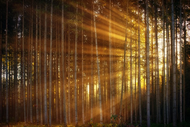 slunce v lese.jpg